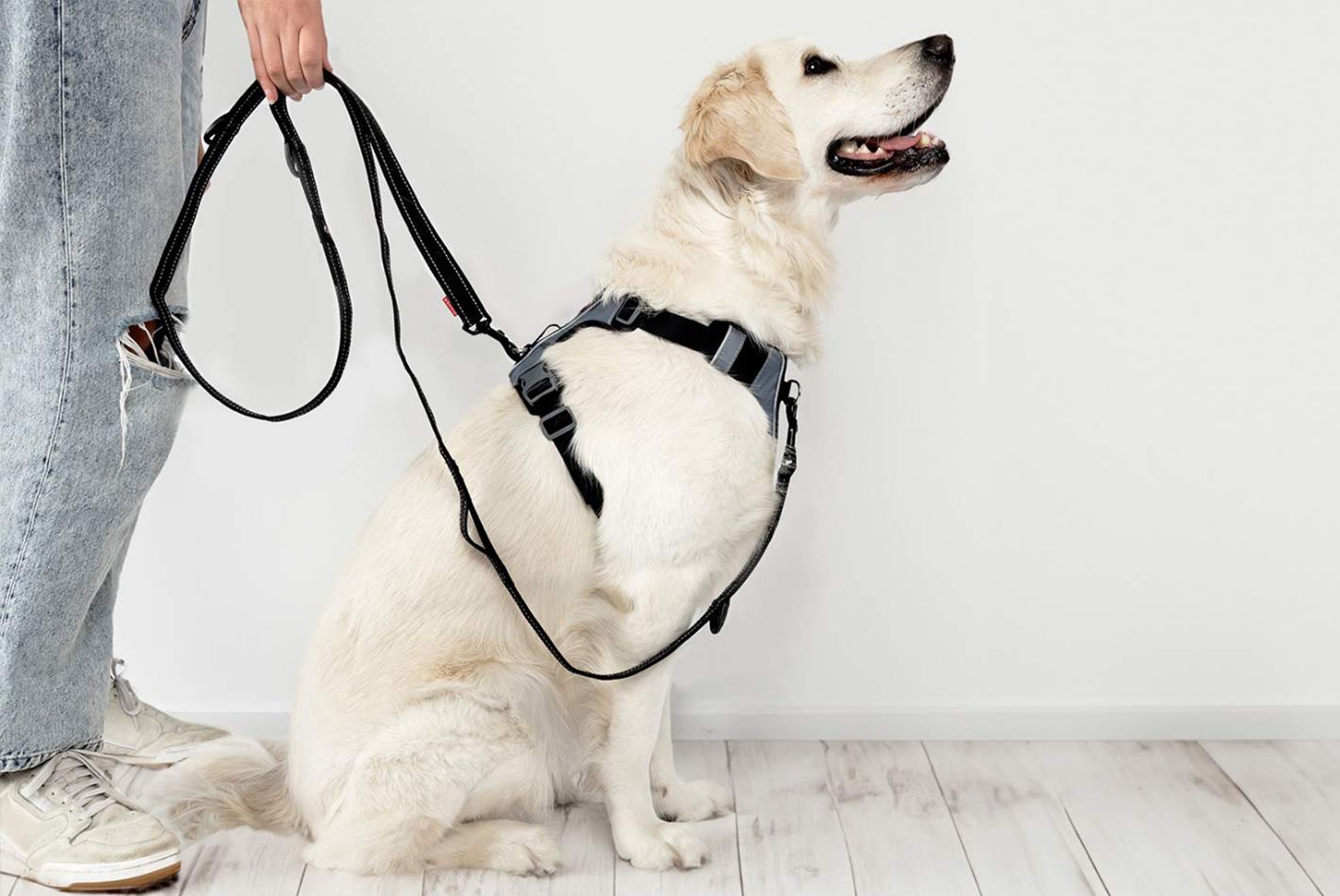 My dog pulls on leash when walking best sale