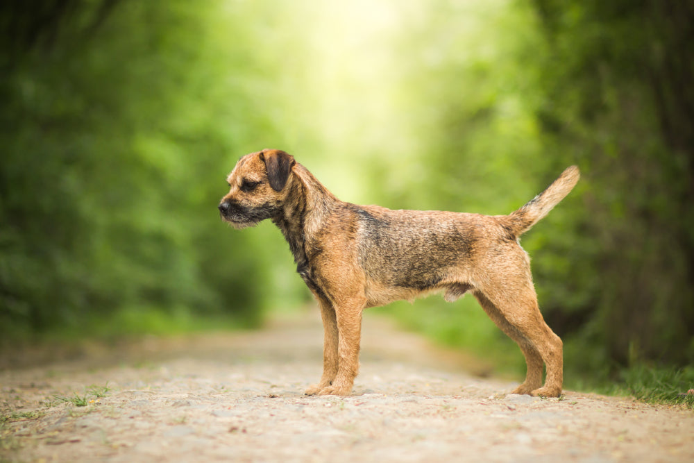 Border Terrier standing on a forest path, alert and facing left, with a blurred green background.