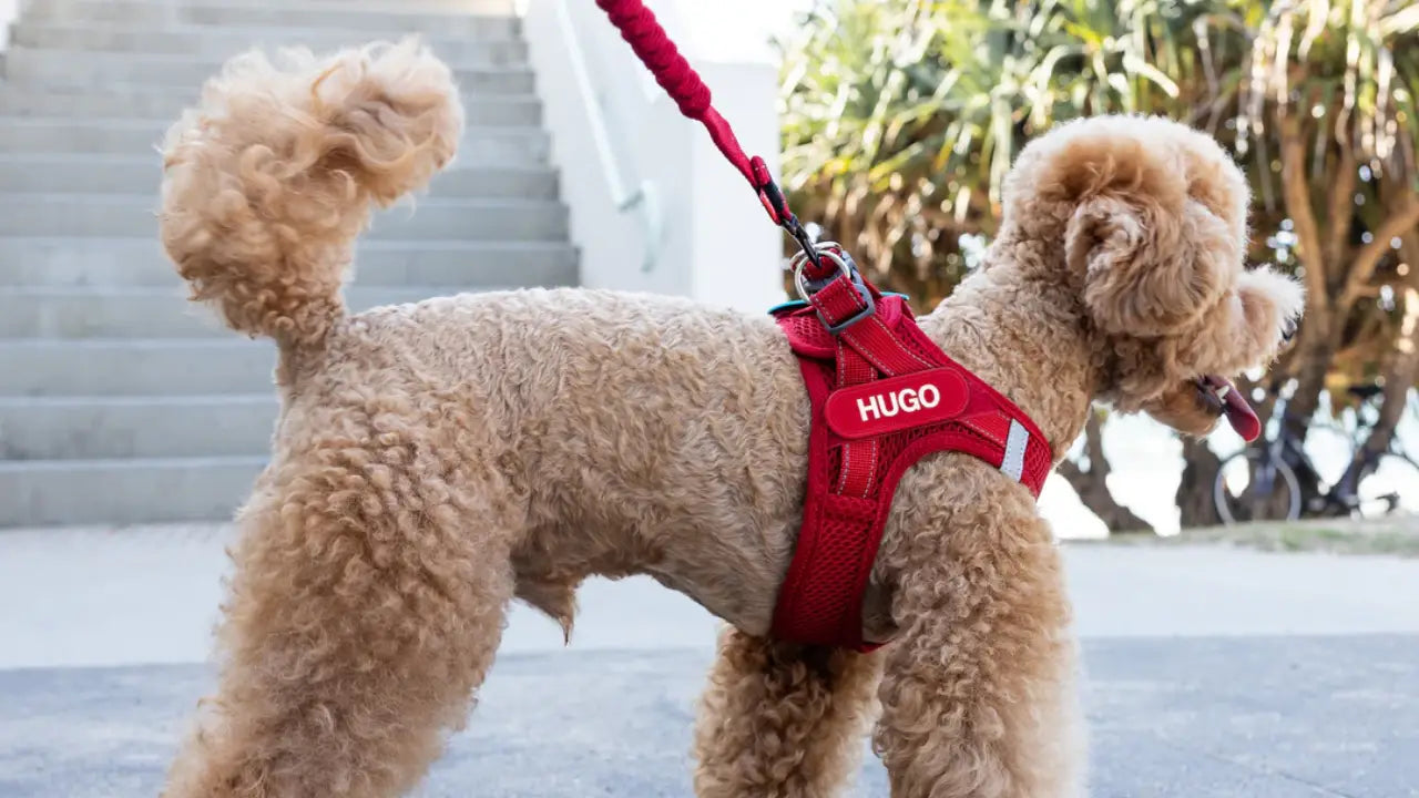 why choose personalised dog harness