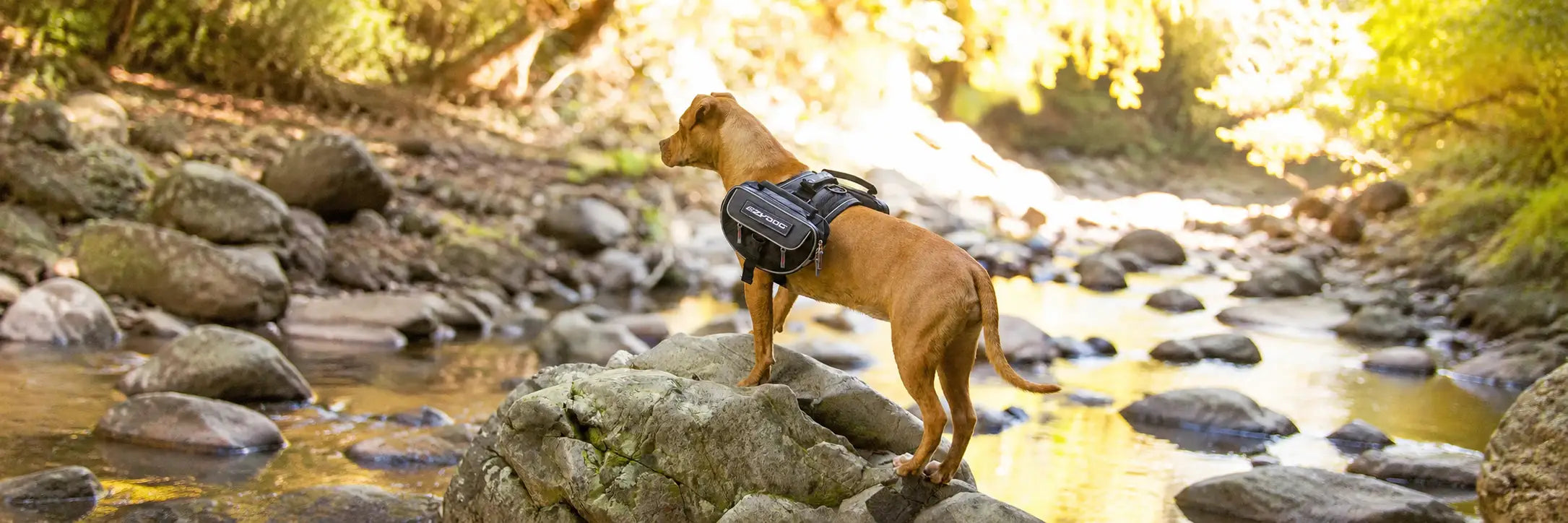dog with dog backpack