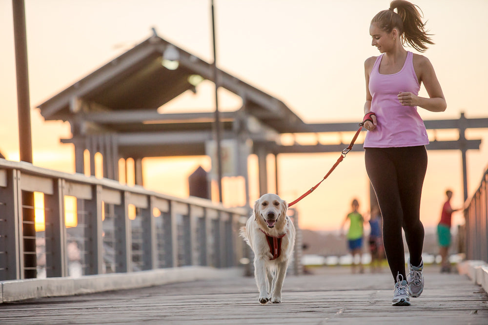 Woman jogging with her Golden Retriever on a boardwalk at sunset, both wearing EzyDog fitness gear and a red dog lead.