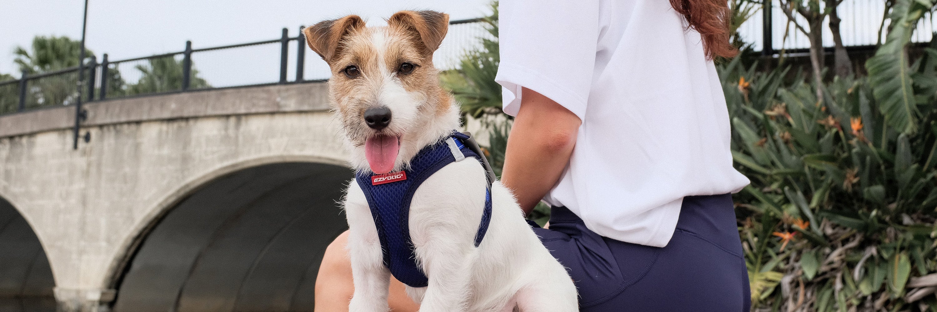 Dog Harness for Jack Russell