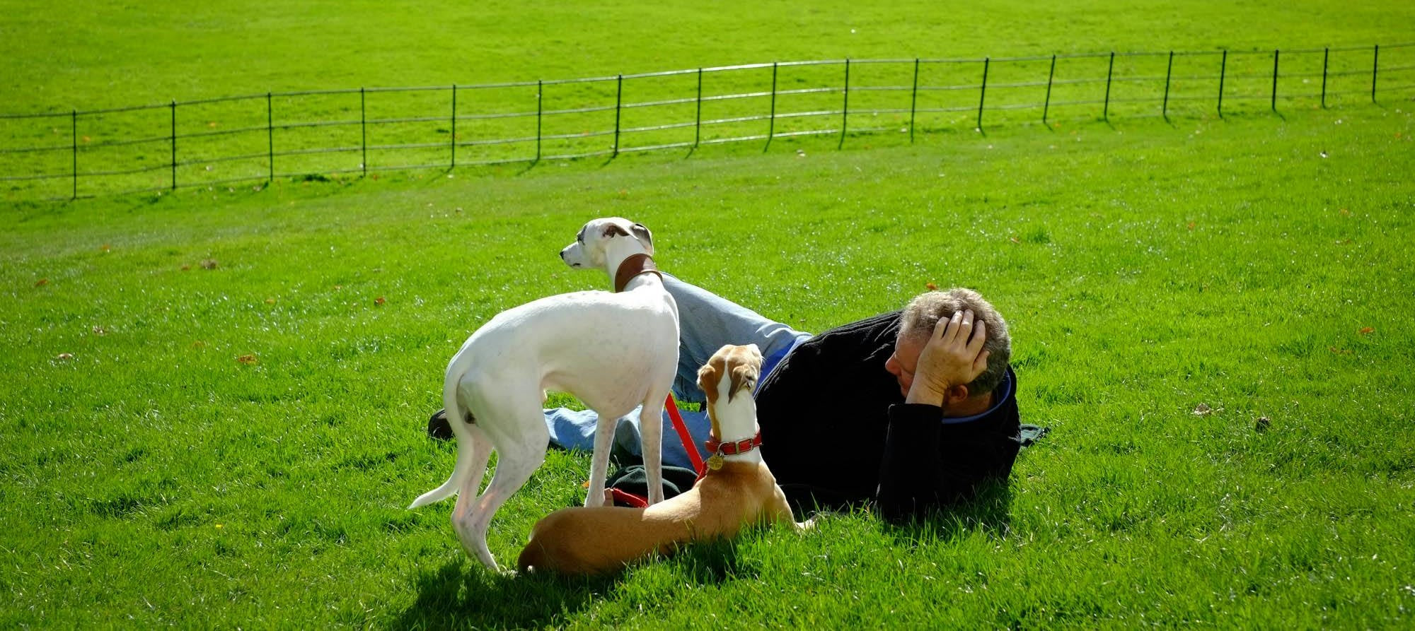 off leash dog parks