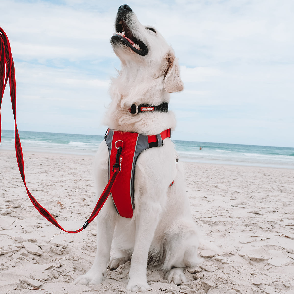 Rainy Day Dog Walking Essentials for Melbourne’s Drizzles