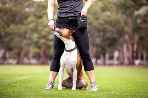 Dog Obedience Training Tips