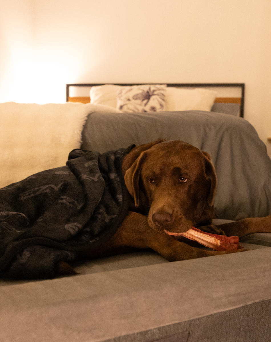 Winter Bedding for dogs