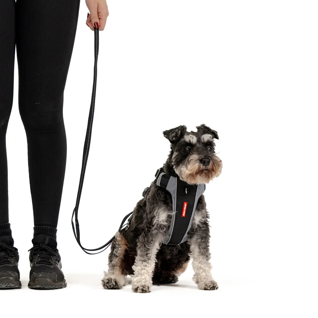Small Dog Accessories