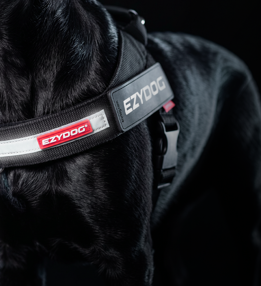 winter gear for dogs