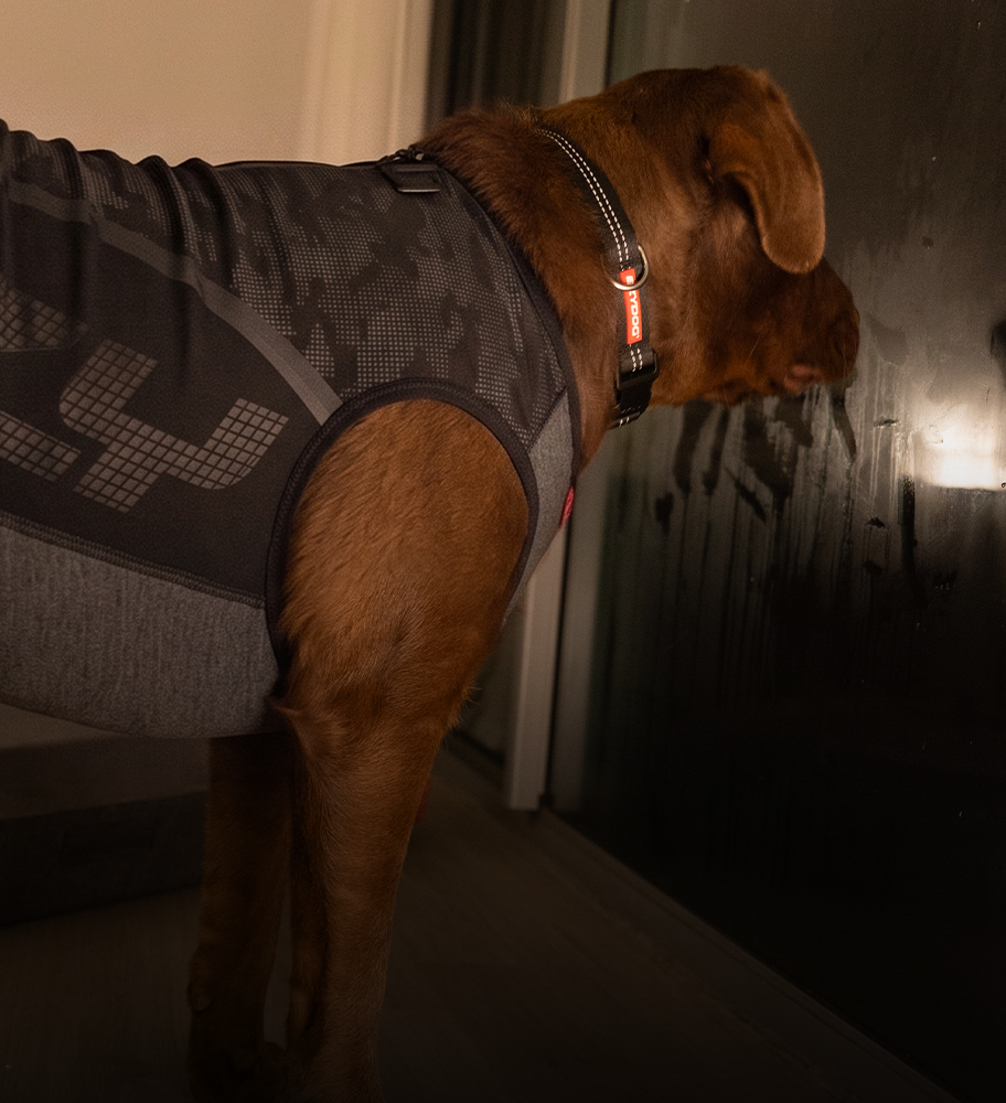 Brown dog wearing a grey EzyDog winter jacket with reflective trim
