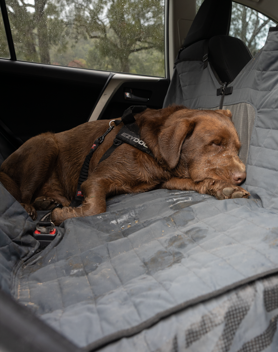 Winter Travel Gear for Dogs