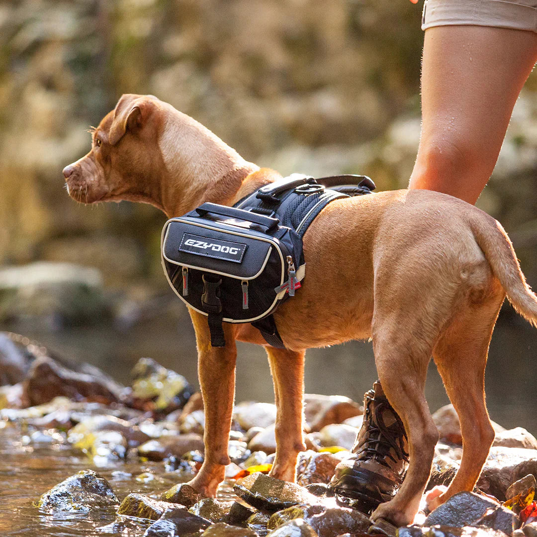 dog adventure gear