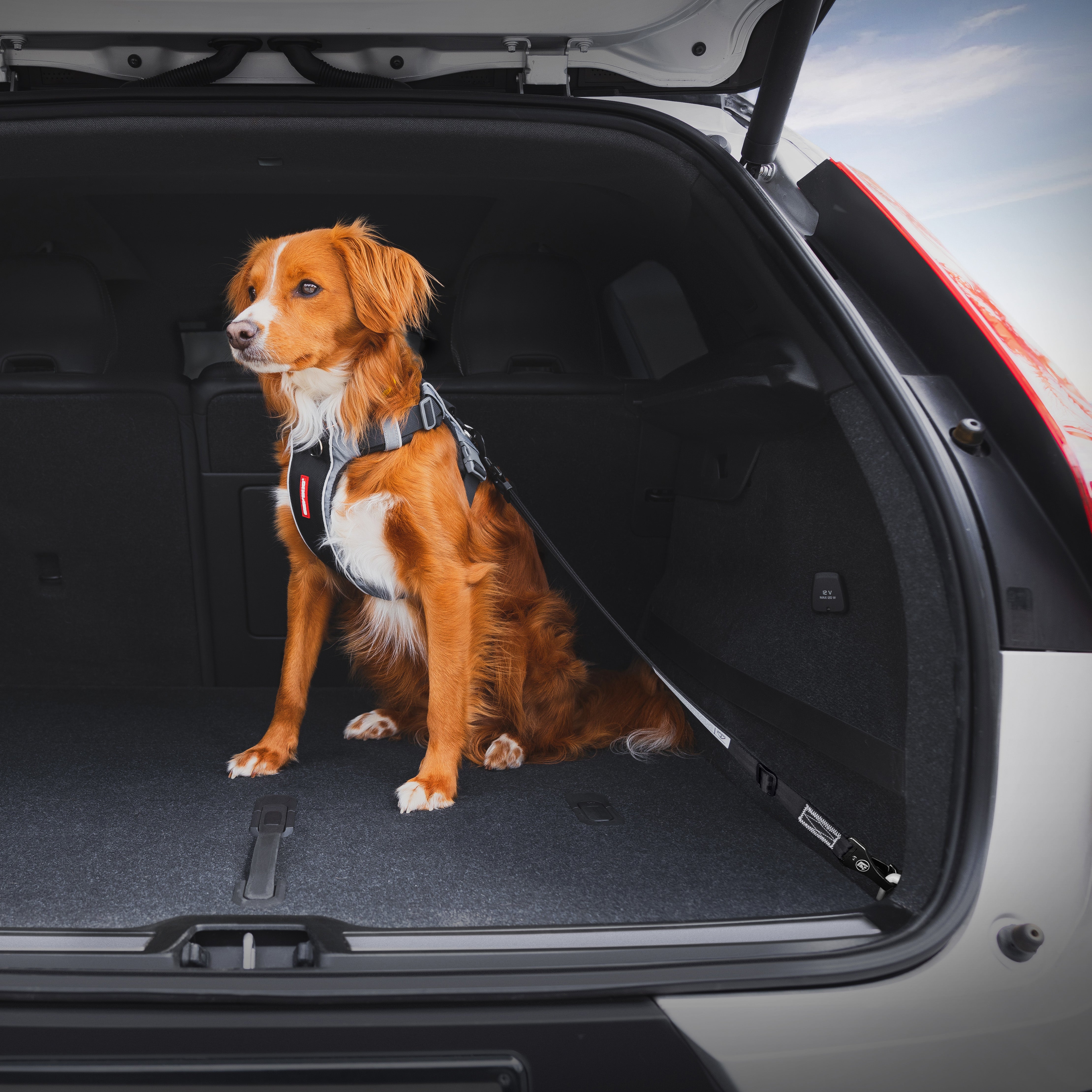 Click Dog Cargo Seat Belt Attachment - ISOFIX