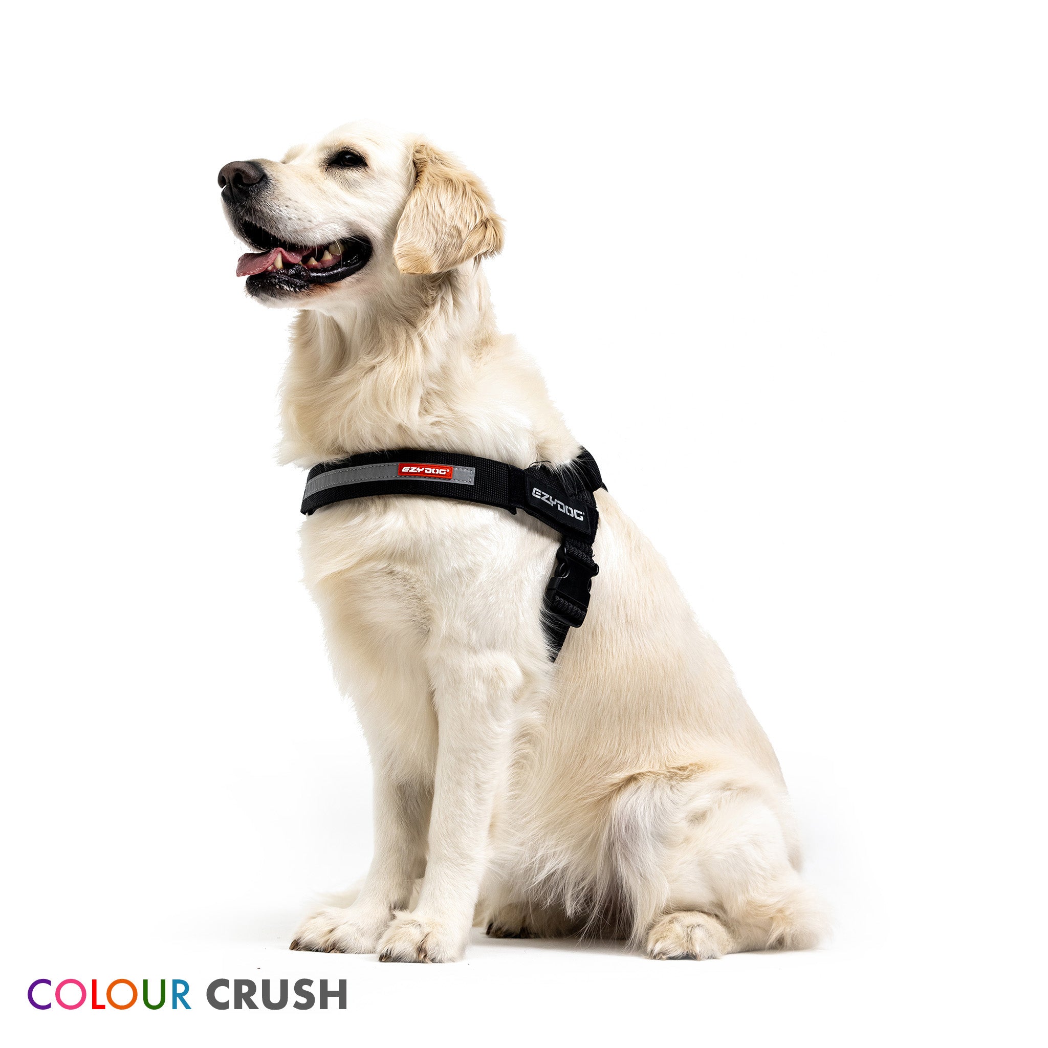 Golden retriever wearing a Black Express Harness, sitting.