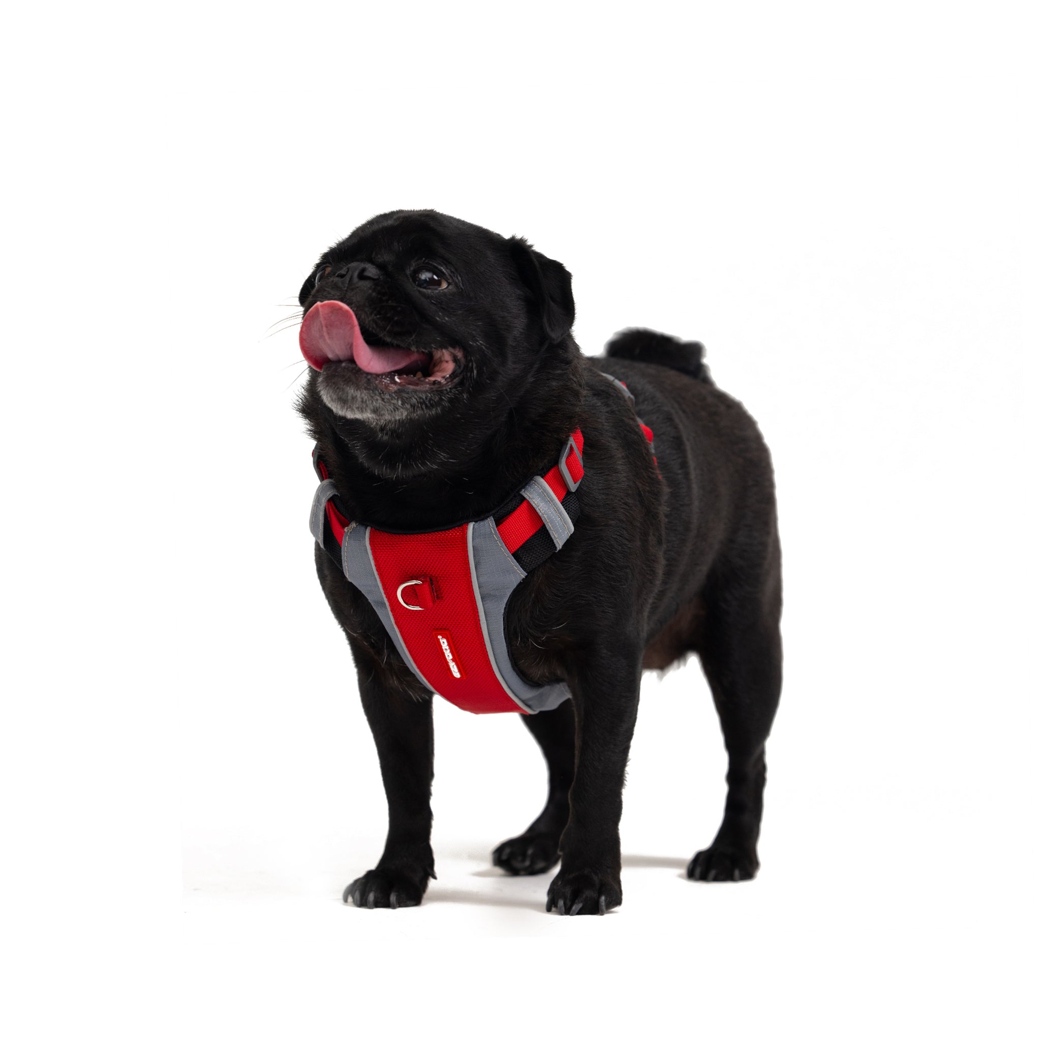 Front attaching dog harness sales australia