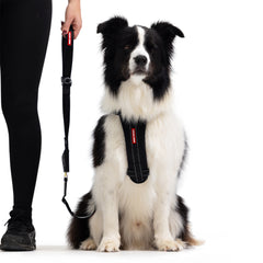 Click Leash