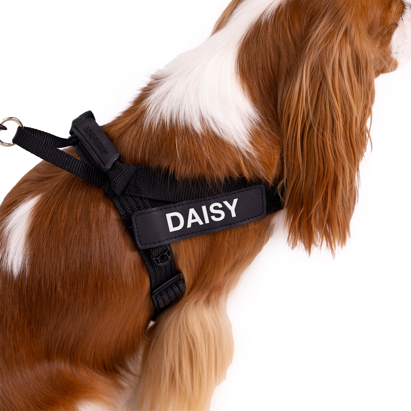 Premium Dog Accessories - Top Picks for Your Pets | EzyDog