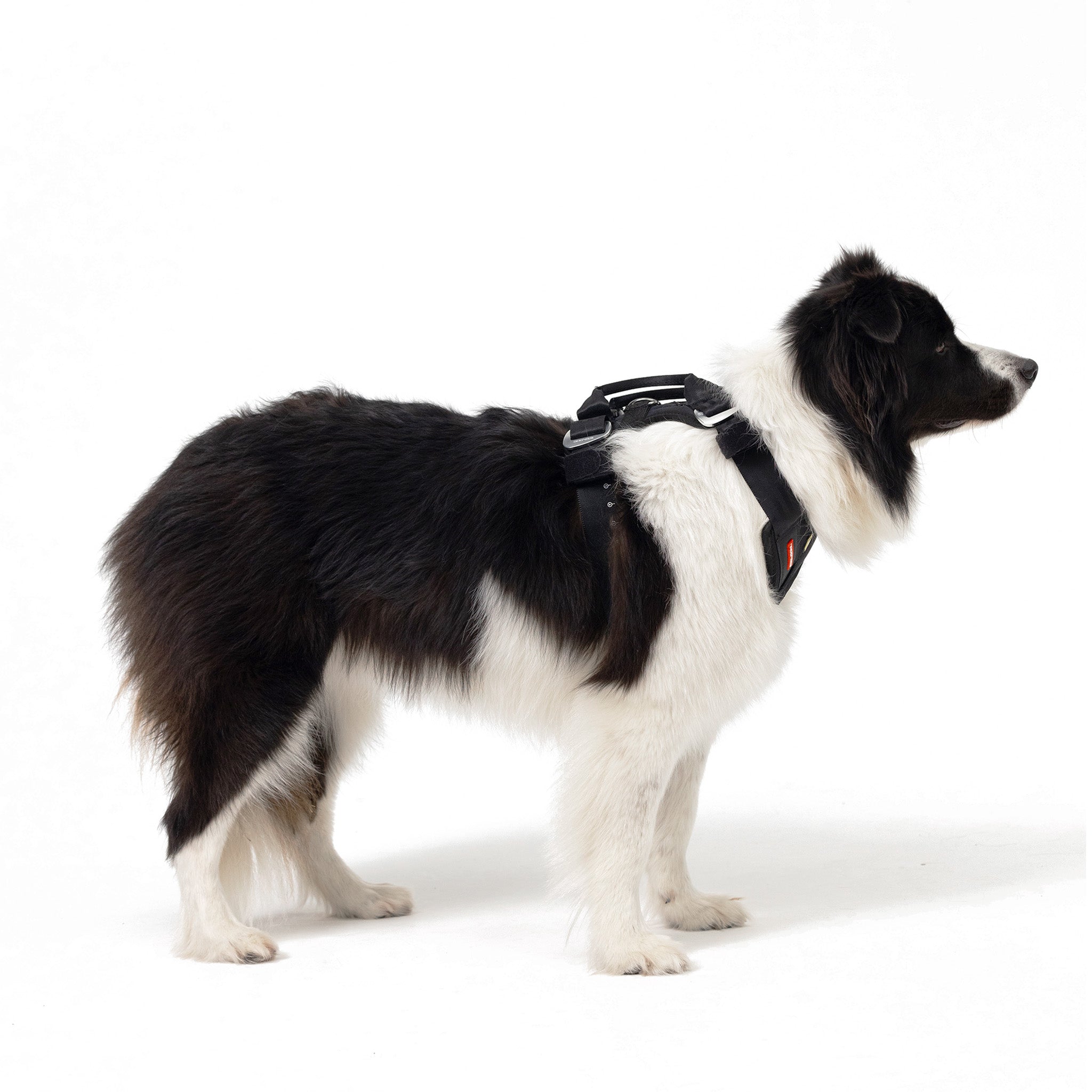 Best dog harness for border collie hotsell