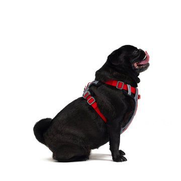 Front clip dog harness, front attaching no pull harnesses - Ezydog Australia