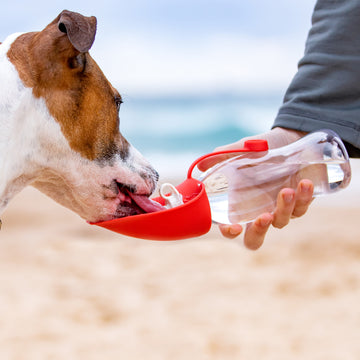 Leaf Bottle – Portable Dog Water Bottle for Travel Walks