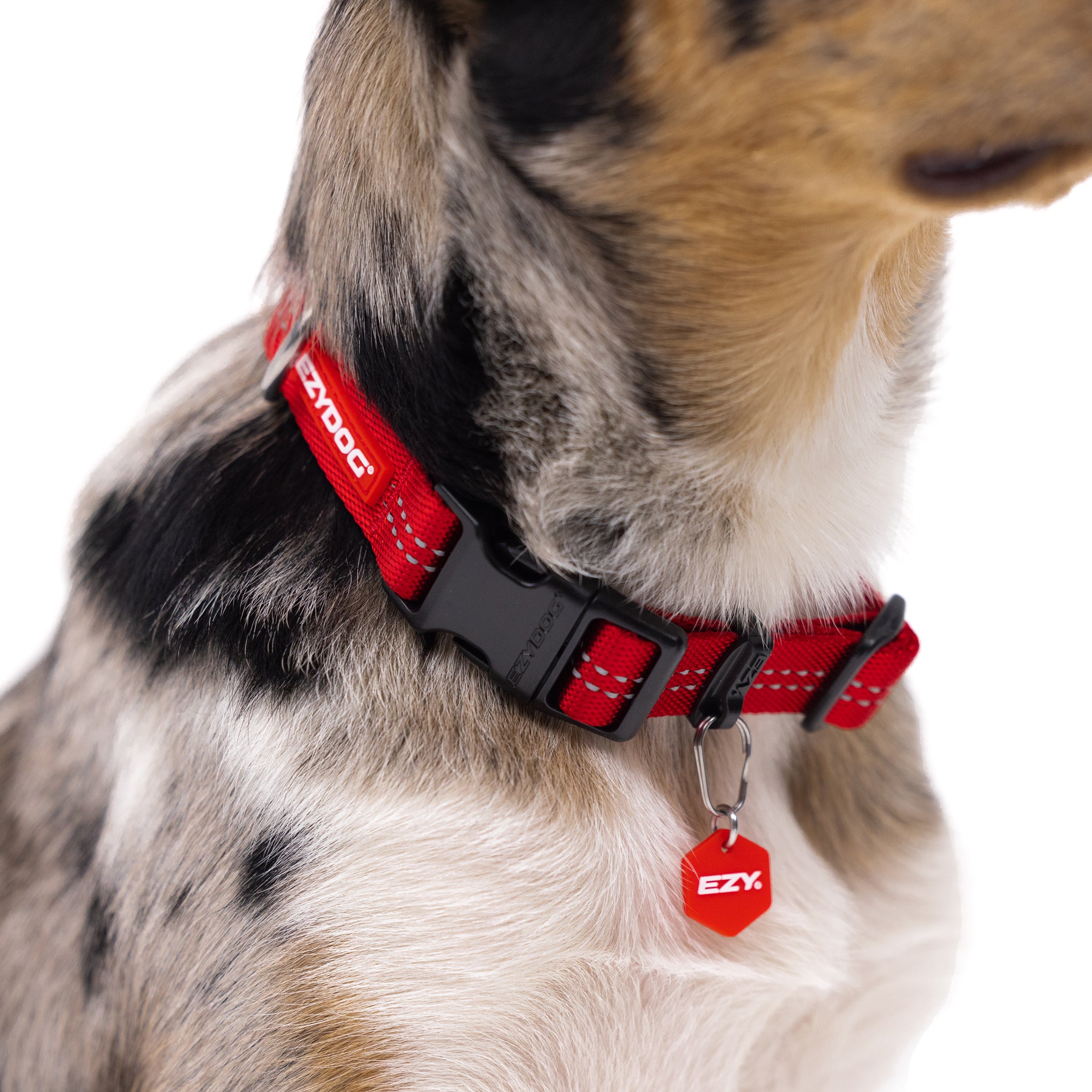Essential Adjustable Collar