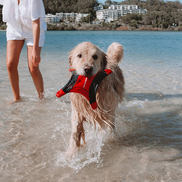 DogStar Flyer – The Best Dog Frisbee for Fun Outdoor Play