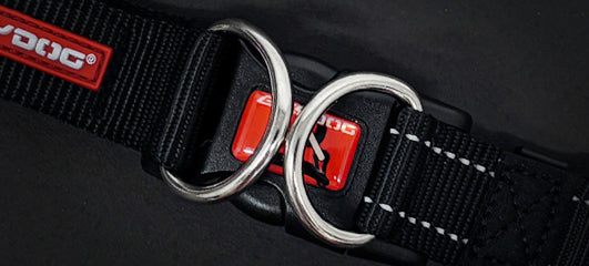 Close-up of an EzyDog harness with silver D-rings and buckle.