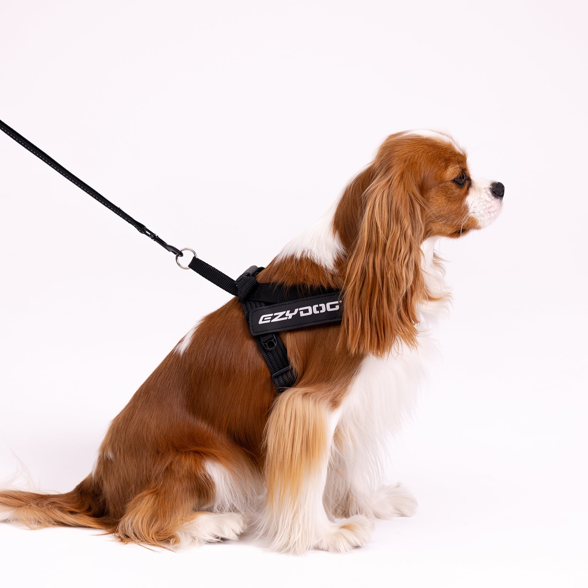 Best harness for cavalier king charles hotsell