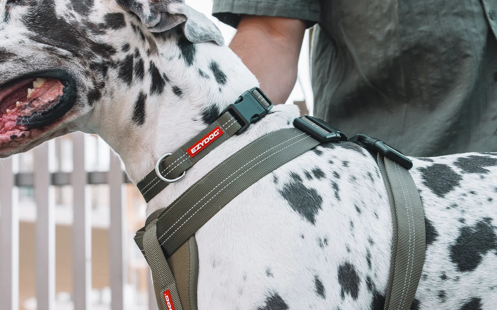 EzyDog Essential Collar Palm Green