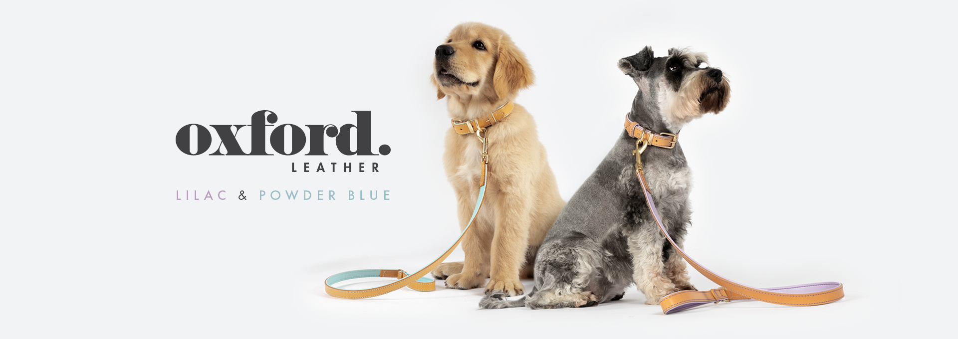 100 dog accessory clearance