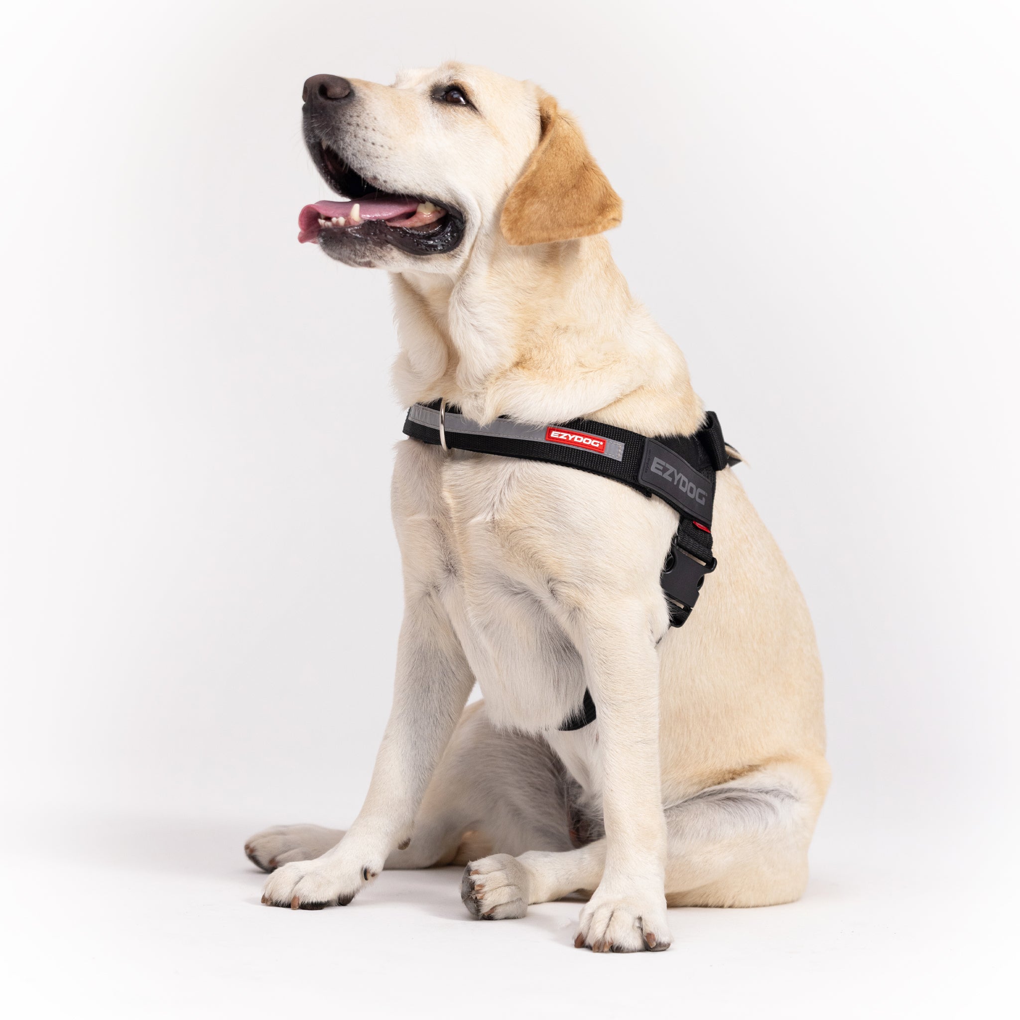 Express Dog Harness - Corduroy
