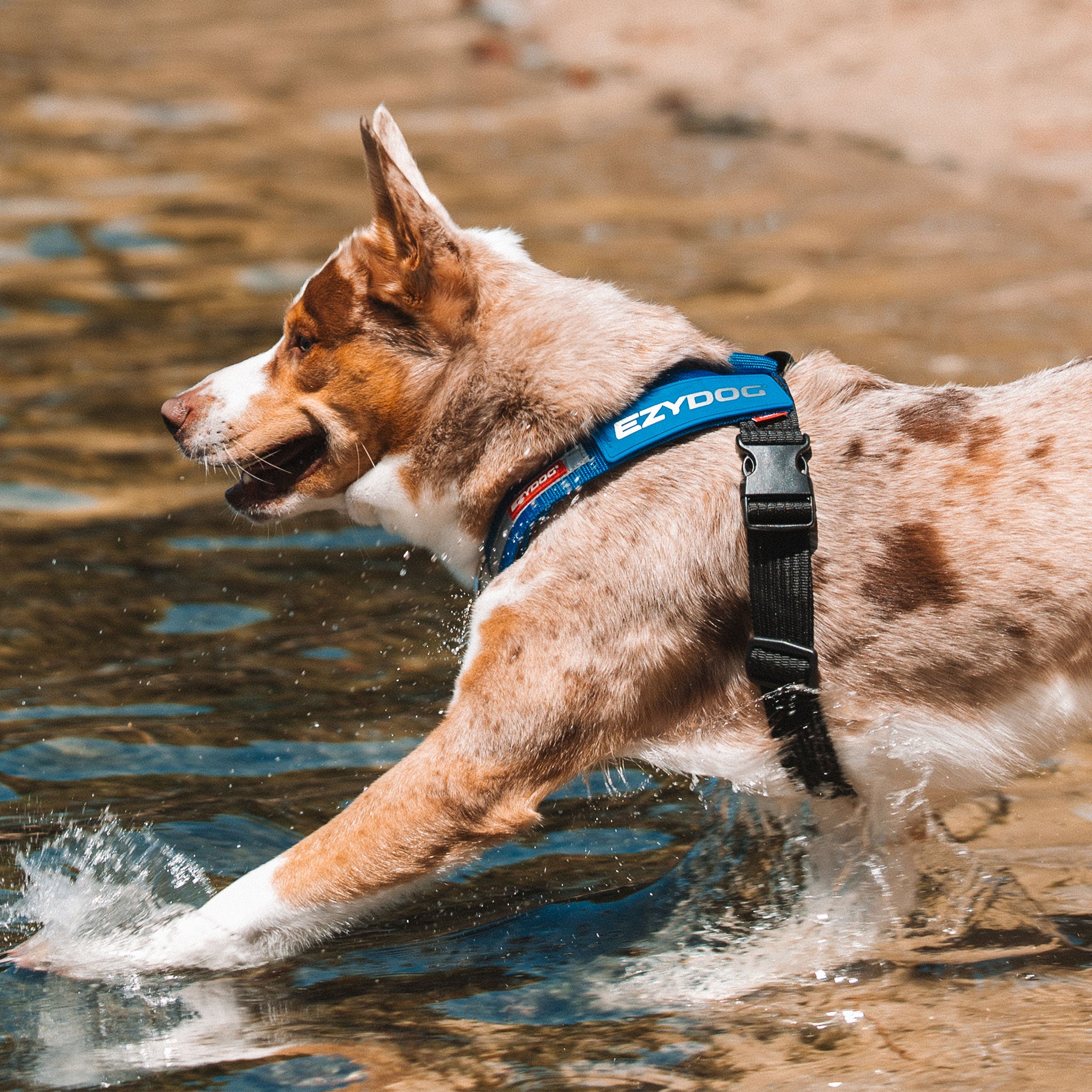 Express Dog Harness - Corduroy