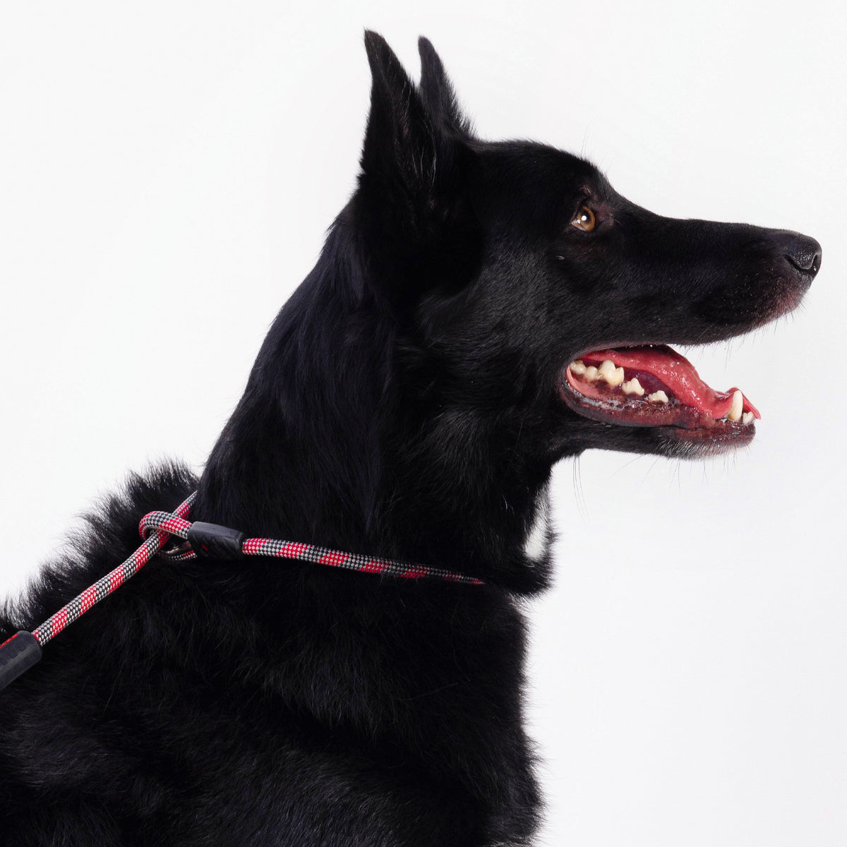 Luca Rope Leash