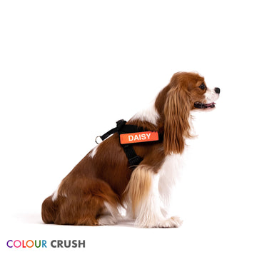 Personalised Dog Labels Tags