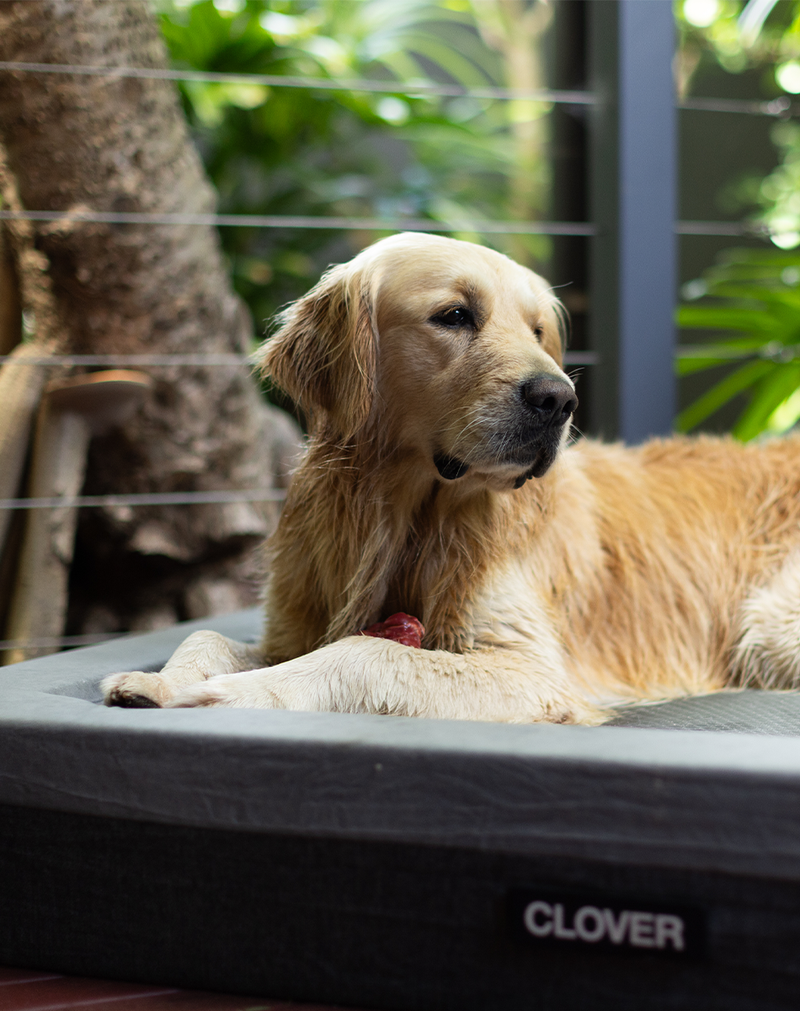 Orthopaedic Dog Beds