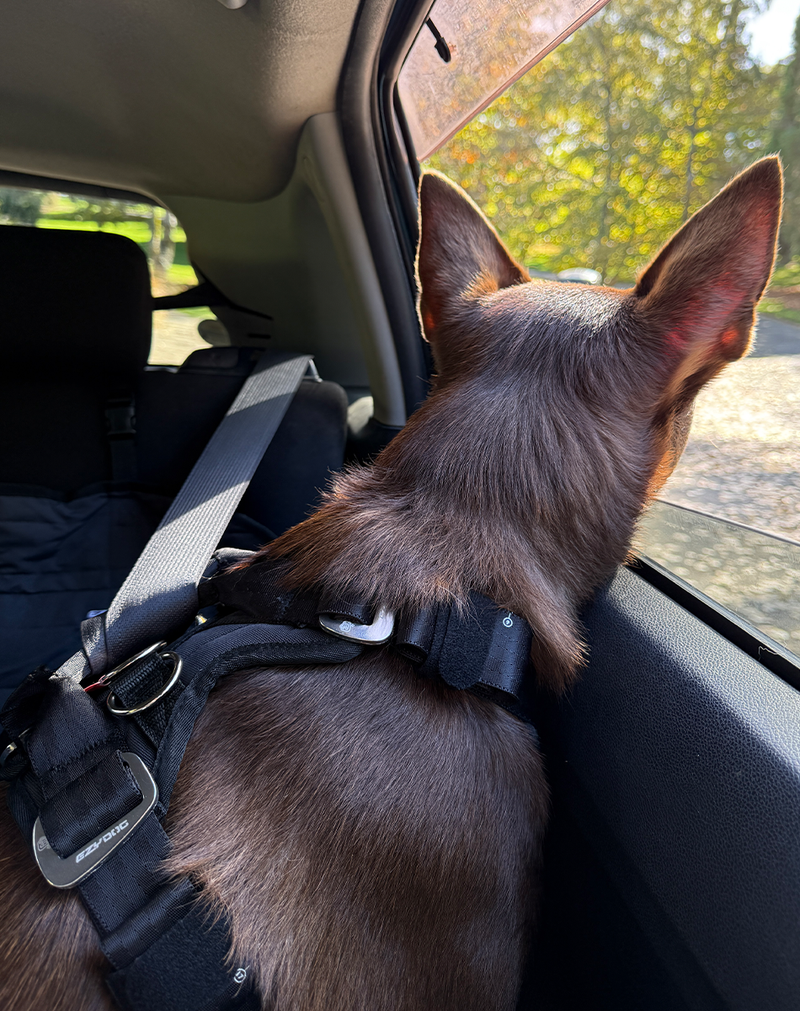 Car and Travel