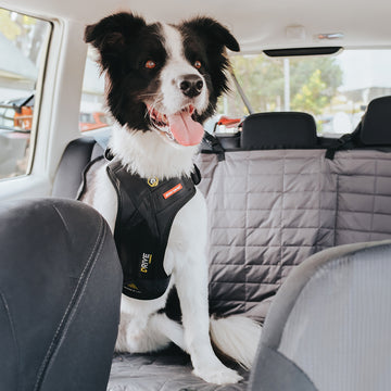 Shop EzyDog Drive Dog Car Harness Crash-Tested for Safety