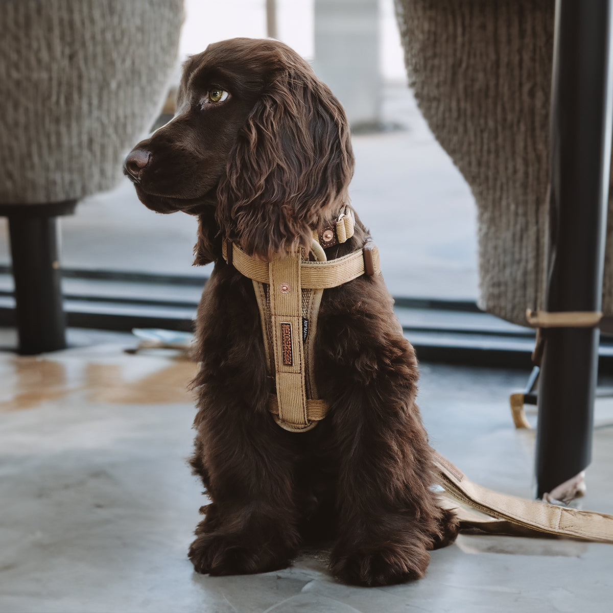 Chest Plate Harness - Corduroy
