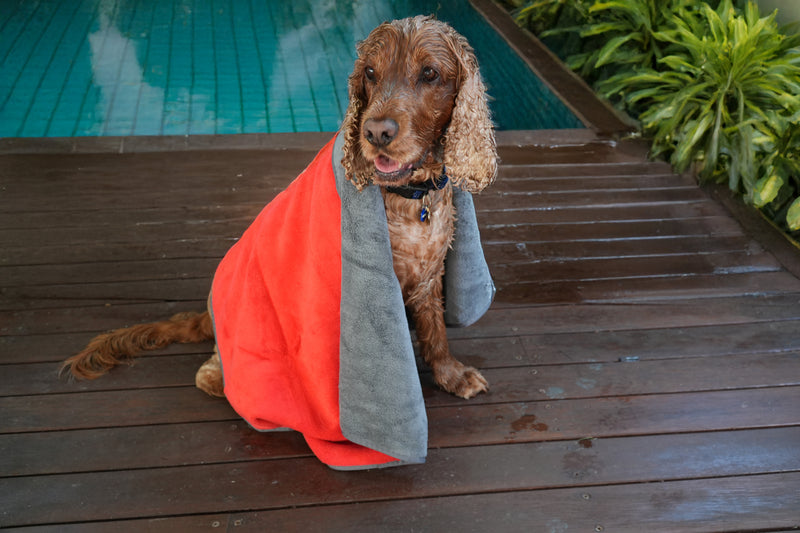 Free dog towel