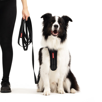 Track N Train 5m Dog Lead Long Training Leash Afterpay