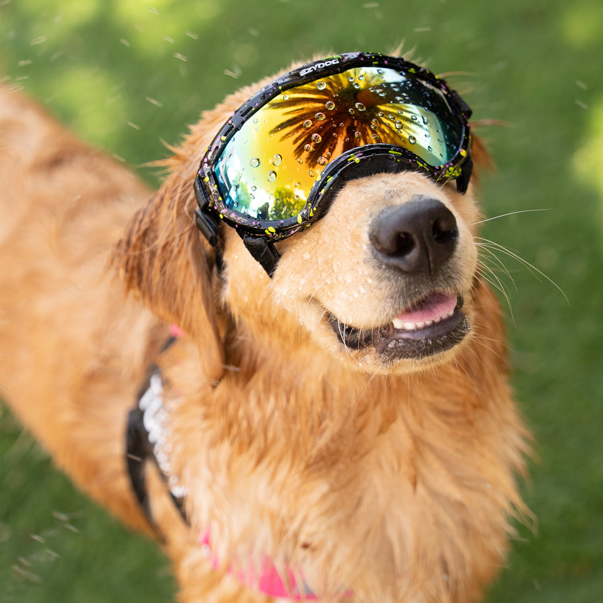 Dog wearing reflective Pit Viper x EzyDog Dog Googles 